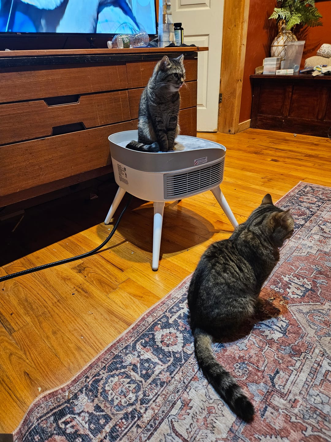 Customer photo review of Pet-Friendly Space Heater PH20