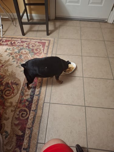 Customer photo review of K9 EarClear