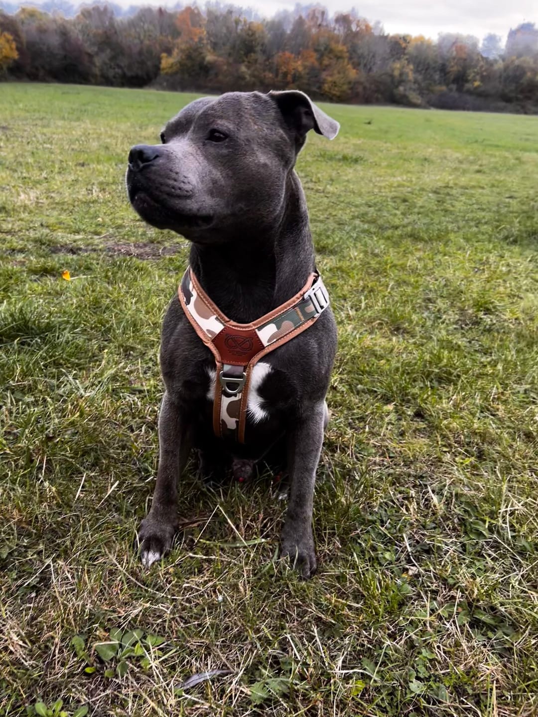 Customer photo review of Staffordshire Bull Terrier 1935® Harness & Leash Set - Sand Camo