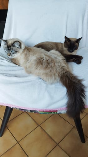 Avis photo d'un client sur Croquettes Chat Stérilisé Sans Céréales - Poulet