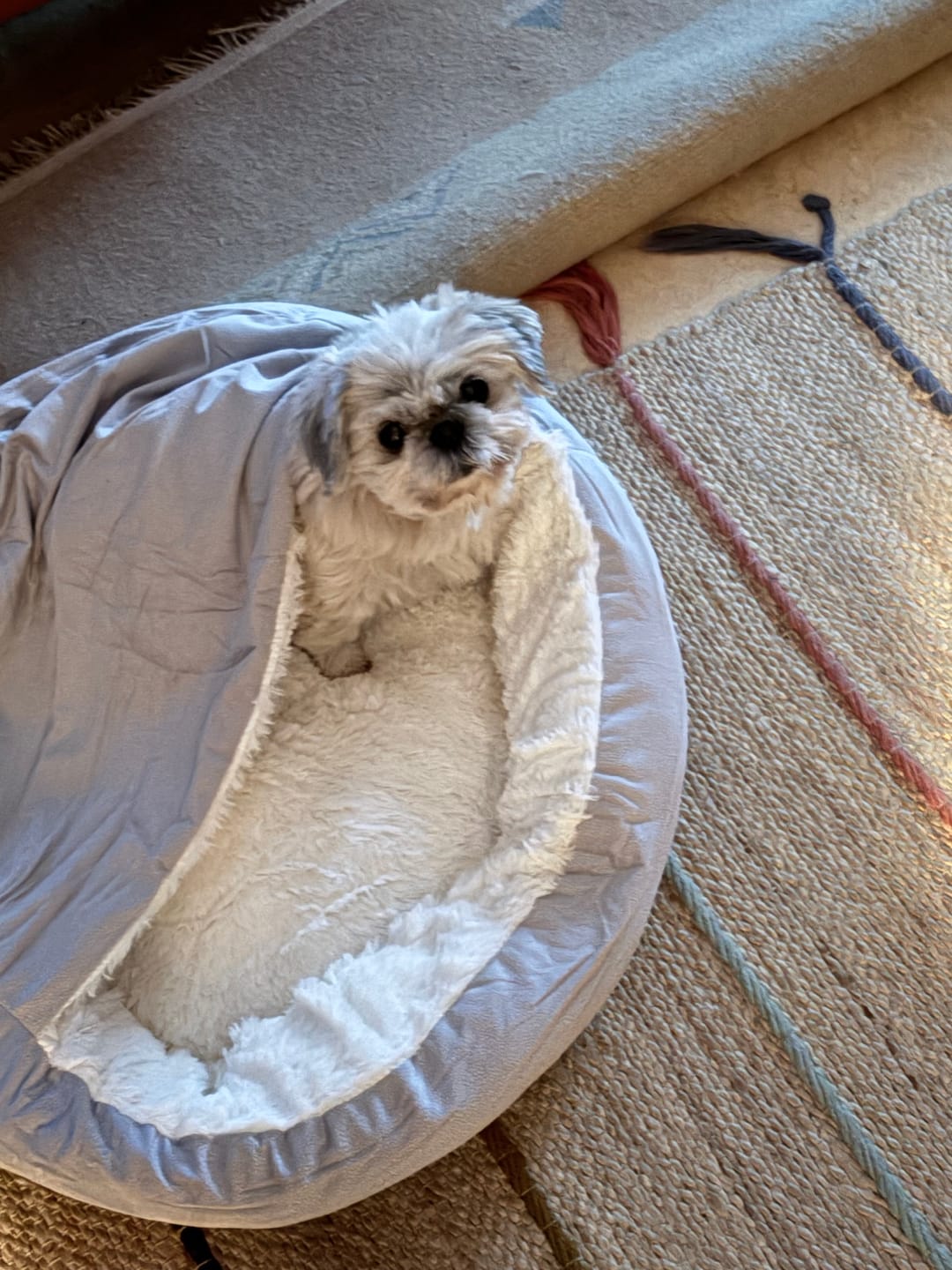 Customer photo review of Emmalove - Kuschelhöhle für Hunde
