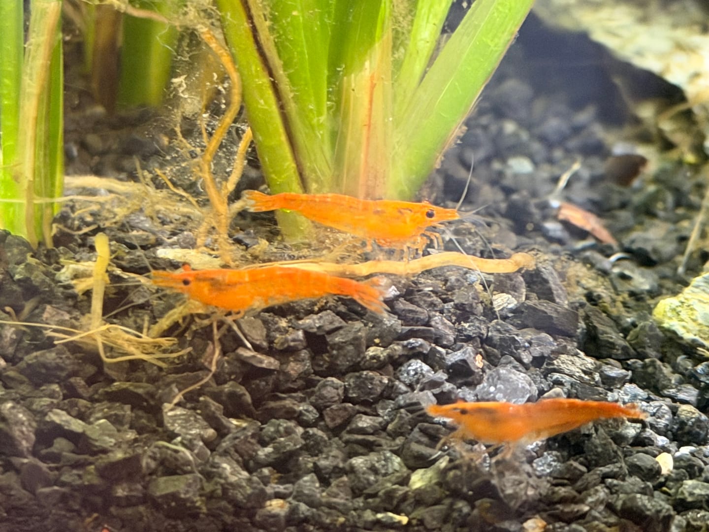Customer photo review of Orange Sunkist Shrimp