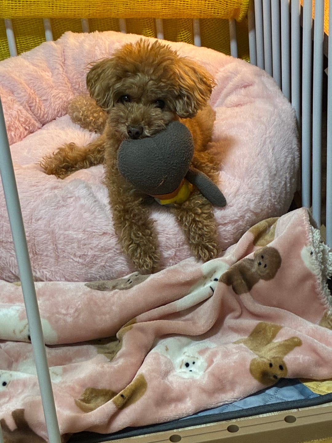 Customer photo review of 替えカバー（日本製クッションベッド専用）
