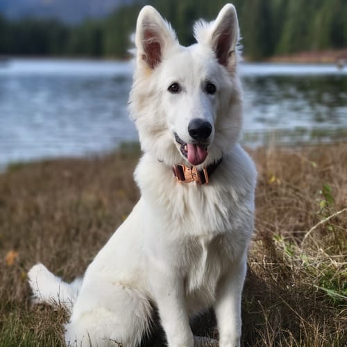 Customer photo review of 2" Tacti Luxe Dog Collar - Rose Gold - Chocolate