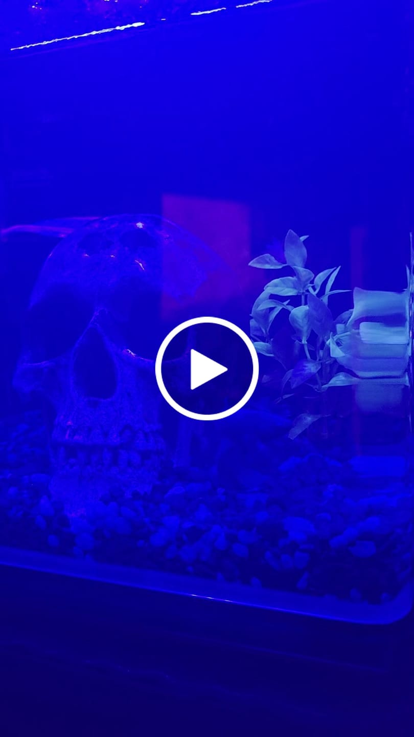 Customer video review of Super Blue Halfmoon Male Betta Fish