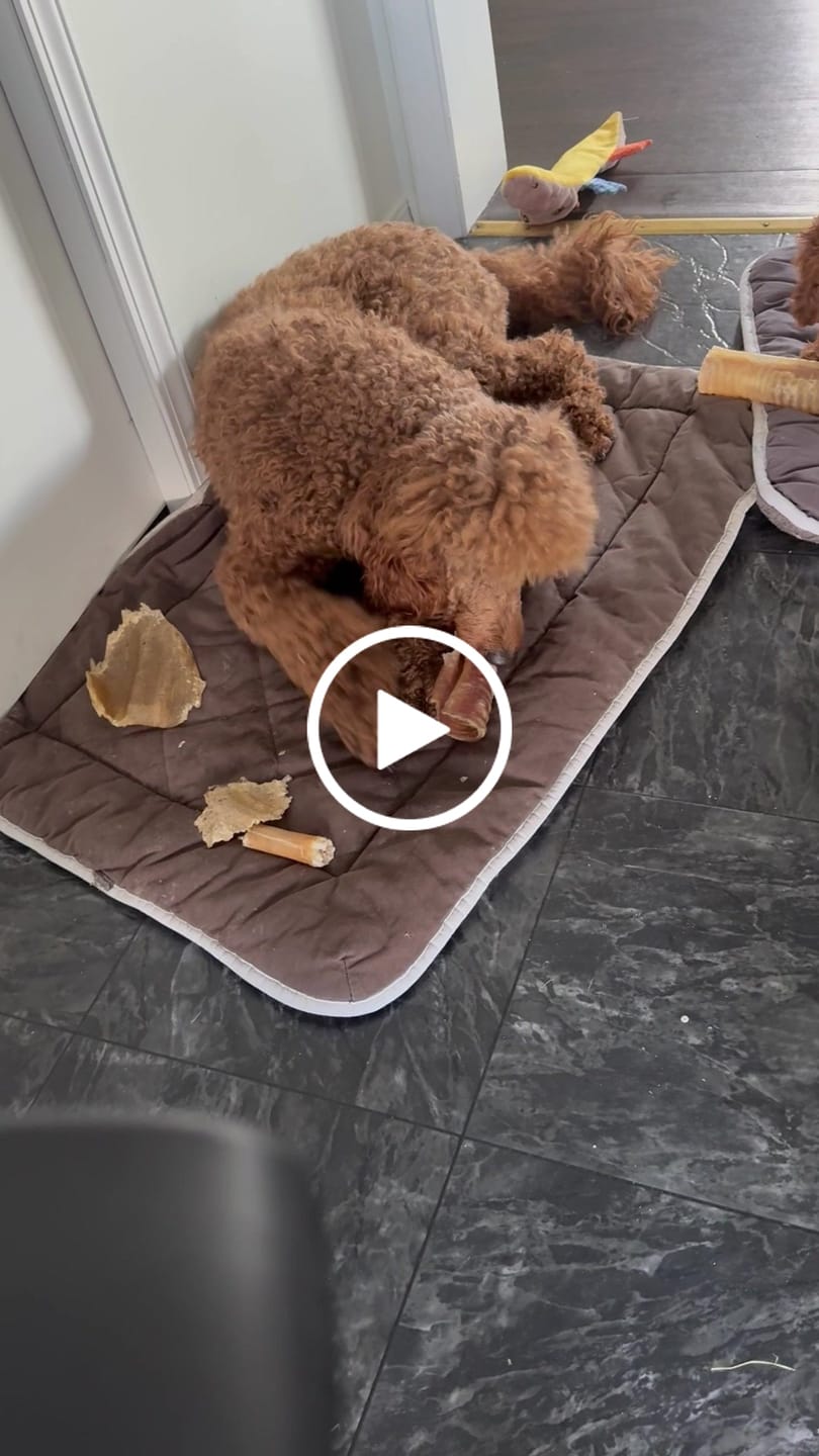 Customer video review of 6 Inch Beef Trachea