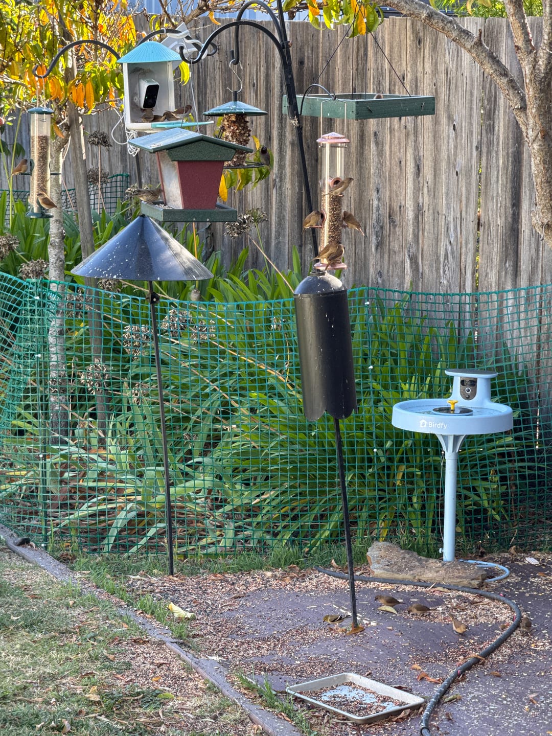 Customer photo review of Birdfy Bath Pro with Stand - Solar-Powered Smart Birdbath with Fountain