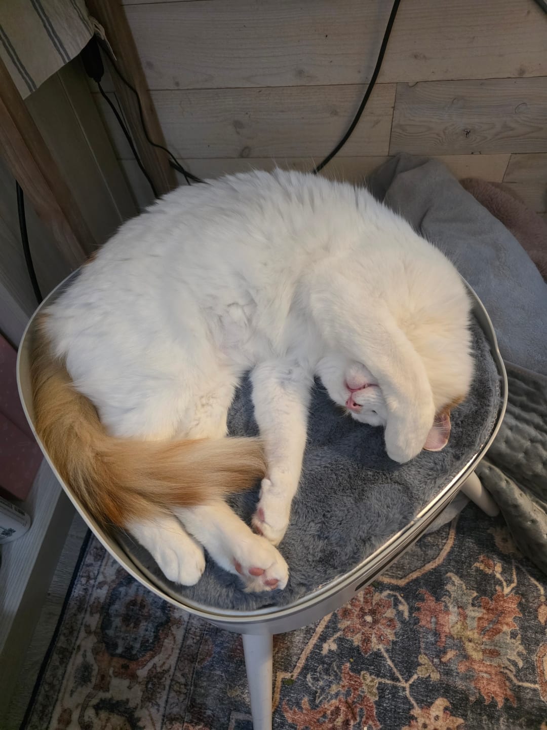 Customer photo review of Pet-Friendly Space Heater PH20