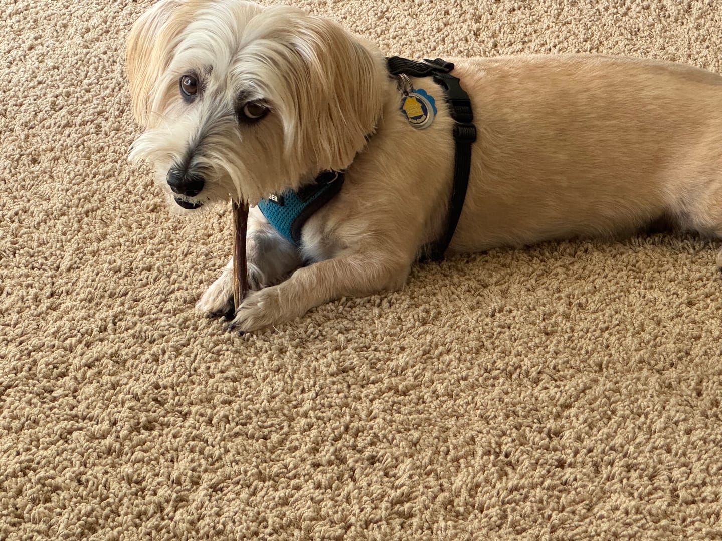 Customer photo review of Maplewood Smoked Bullys