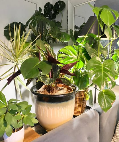 Bonnie J. review of Plant Food image 1 out of 1