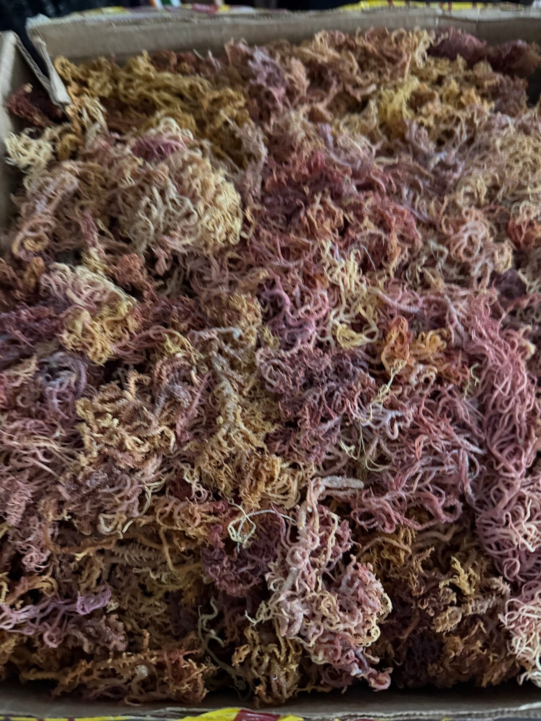 Customer photo review of WHOLESALE Rainbow Sea Moss