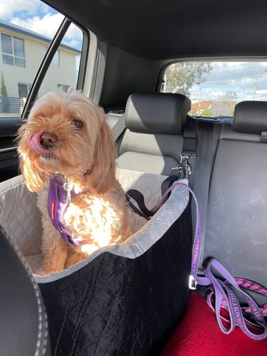 Customer photo review of Dog Car Booster Seat