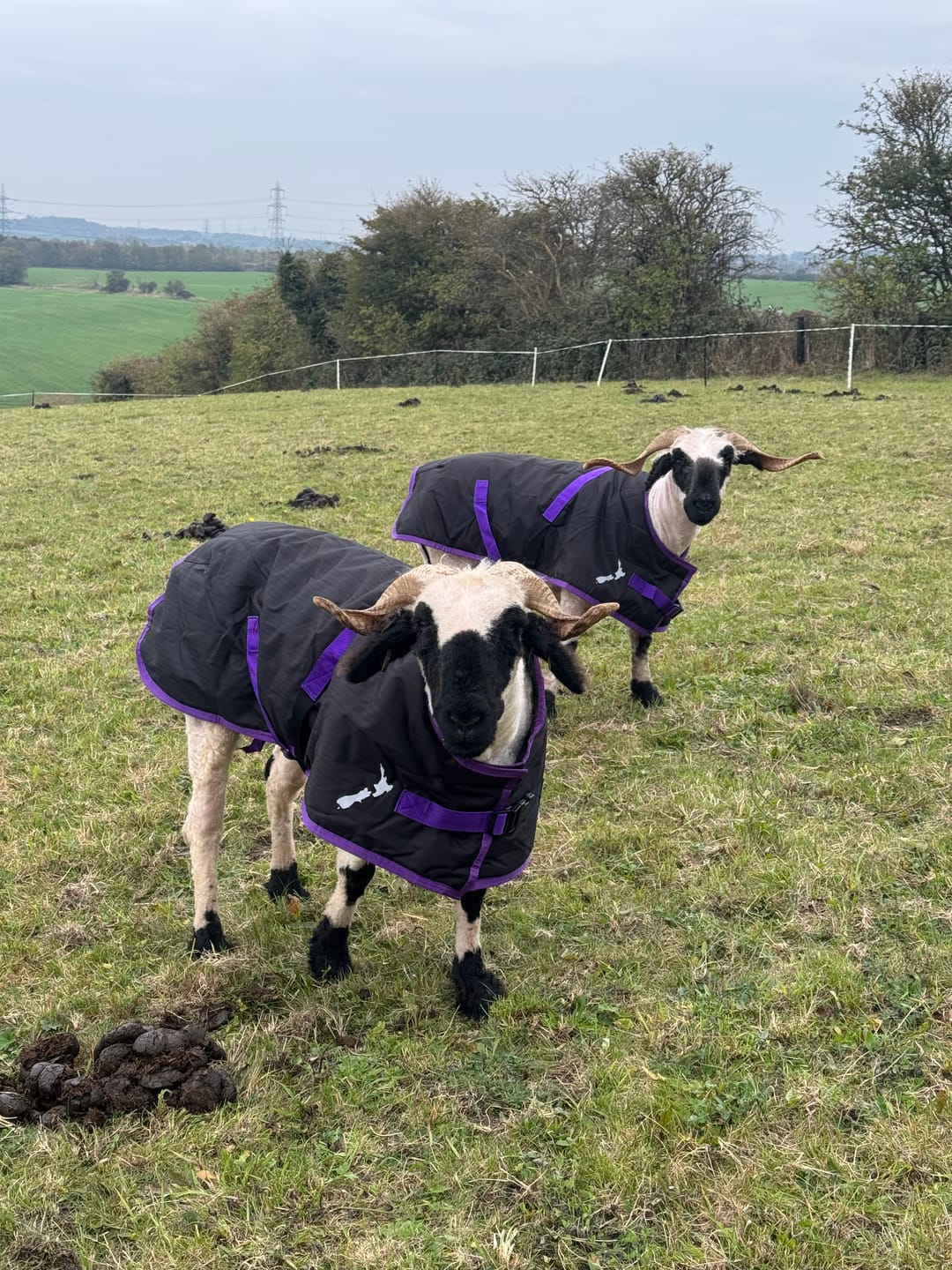 Customer photo review of Sheep Coat | Waterproof