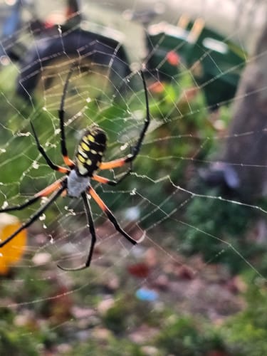 Customer photo review of Tatum Package Protection - Order Insurance