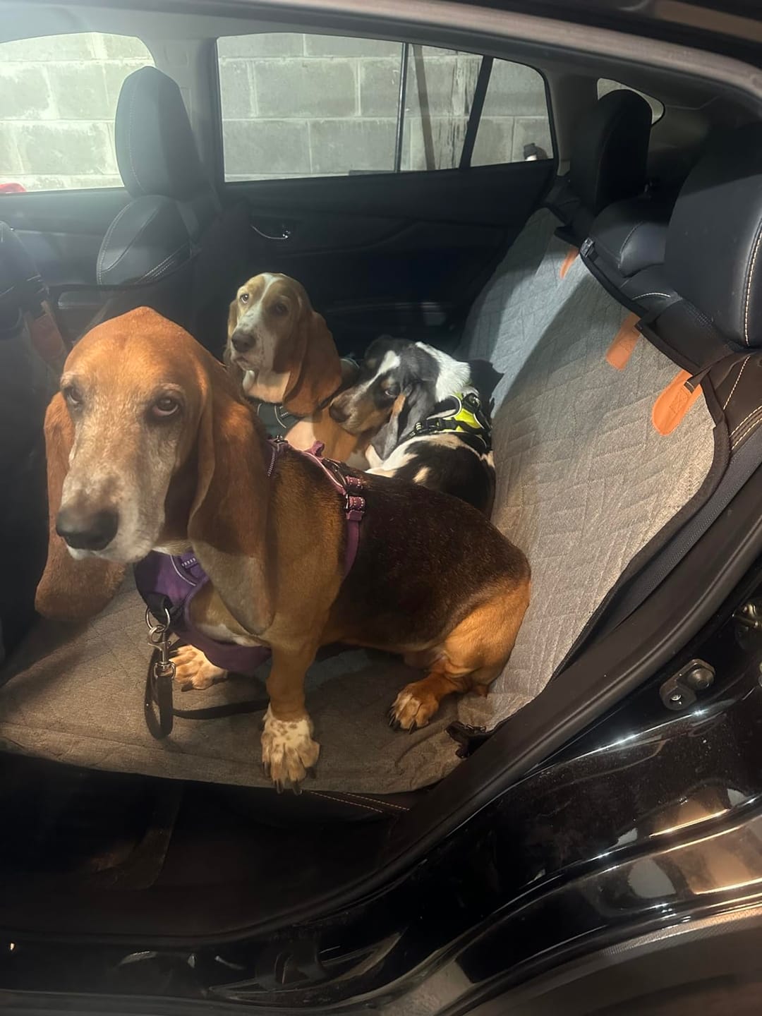 Customer photo review of The Guardian - Dog Seat Cover