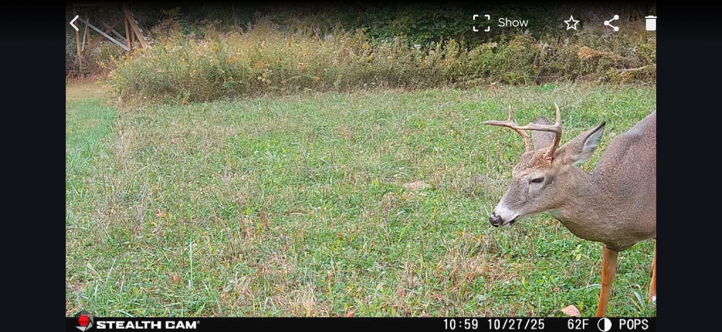 Customer photo review of Antler IV Mineral Attractant