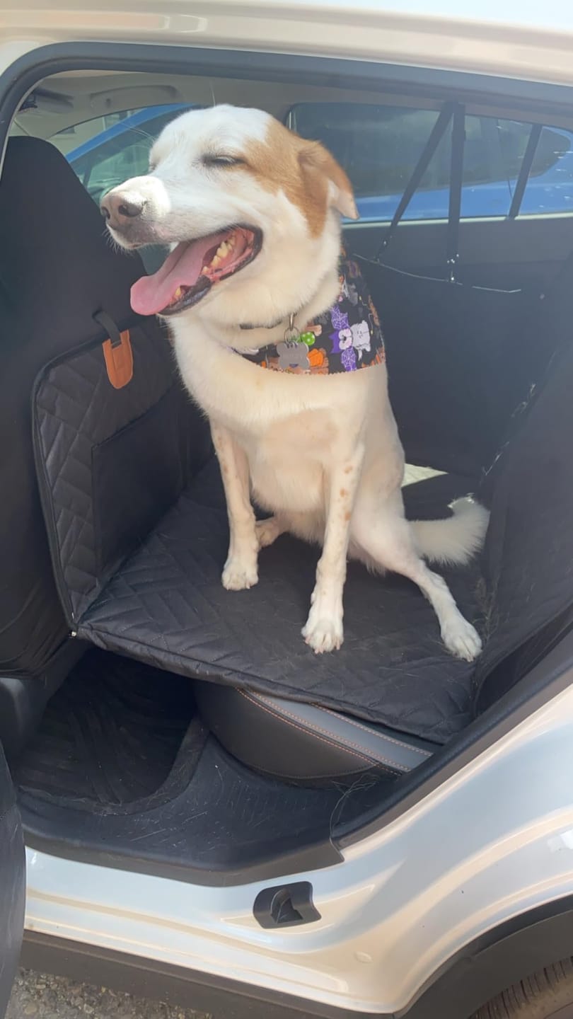Customer photo review of The Guardian - Dog Seat Cover