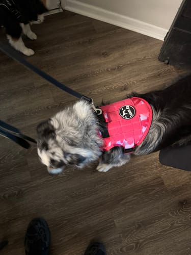 Customer dog wearing a Team K9 tactical harness