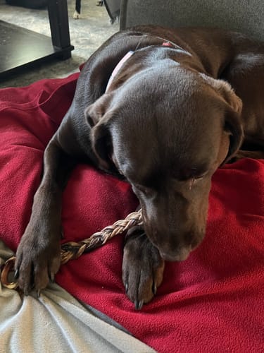 Customer photo review of Power Chewer Trial Pack – Built for the Toughest Chewers!