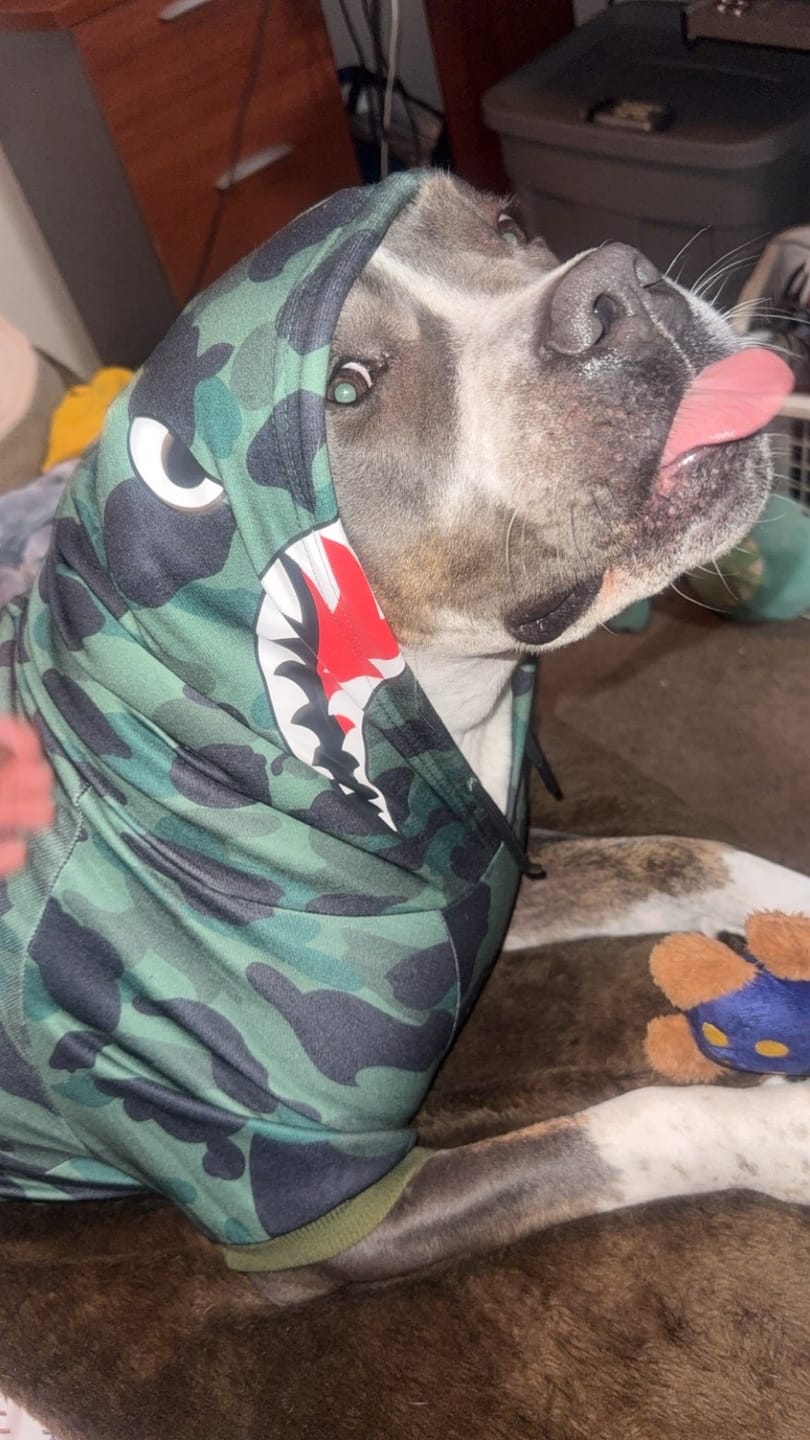 Customer photo review of Shark Monster Dog Hoodie - Green Camo
