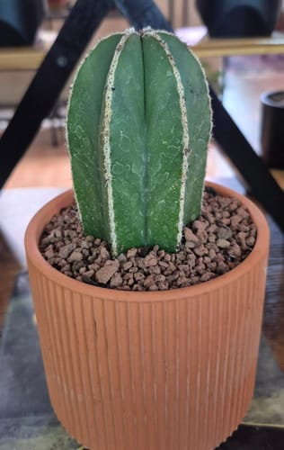 Customer photo review of Pachycereus marginatus | Mexican Fence Post Cactus
