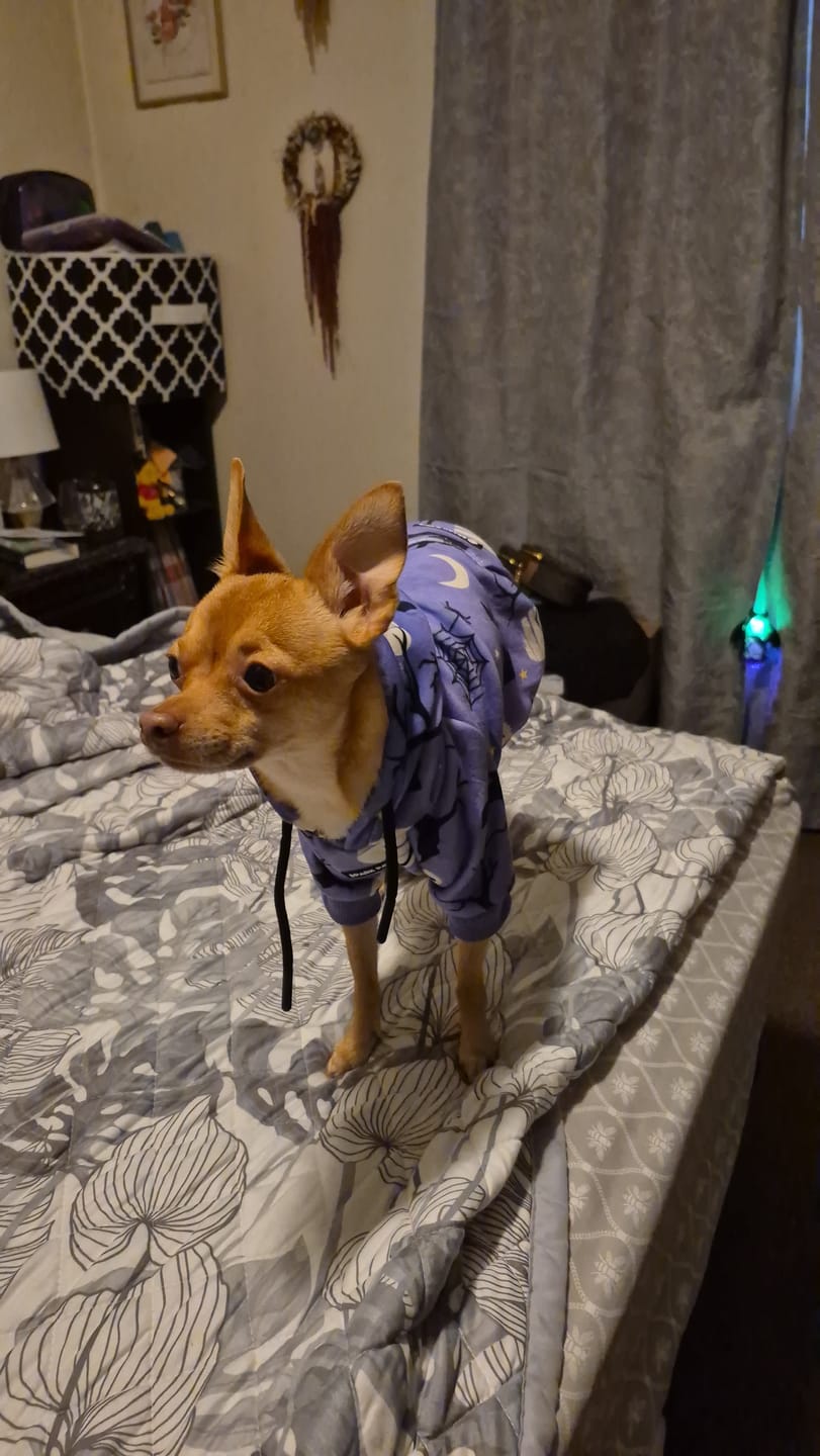 Customer photo review of Halloween Dog Hoodies (Limited Edition)