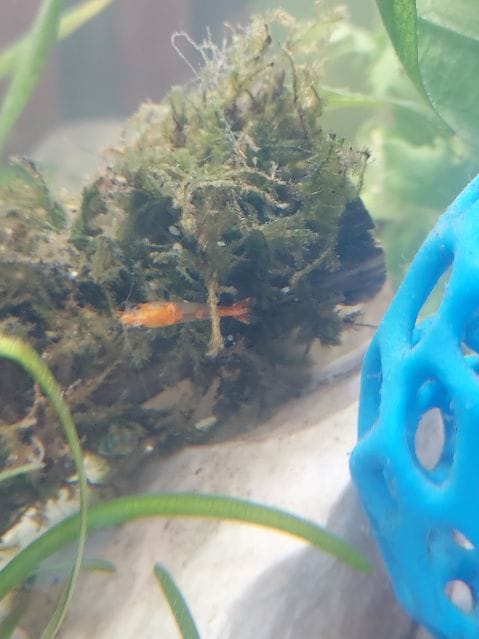 Customer photo review of Orange Rili Shrimp