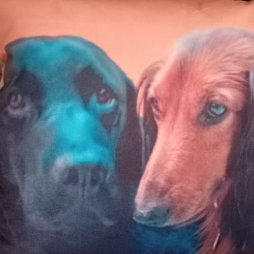 Customer photo review of Fotokissen - ein einzigartiges Kissen von deinem Liebling