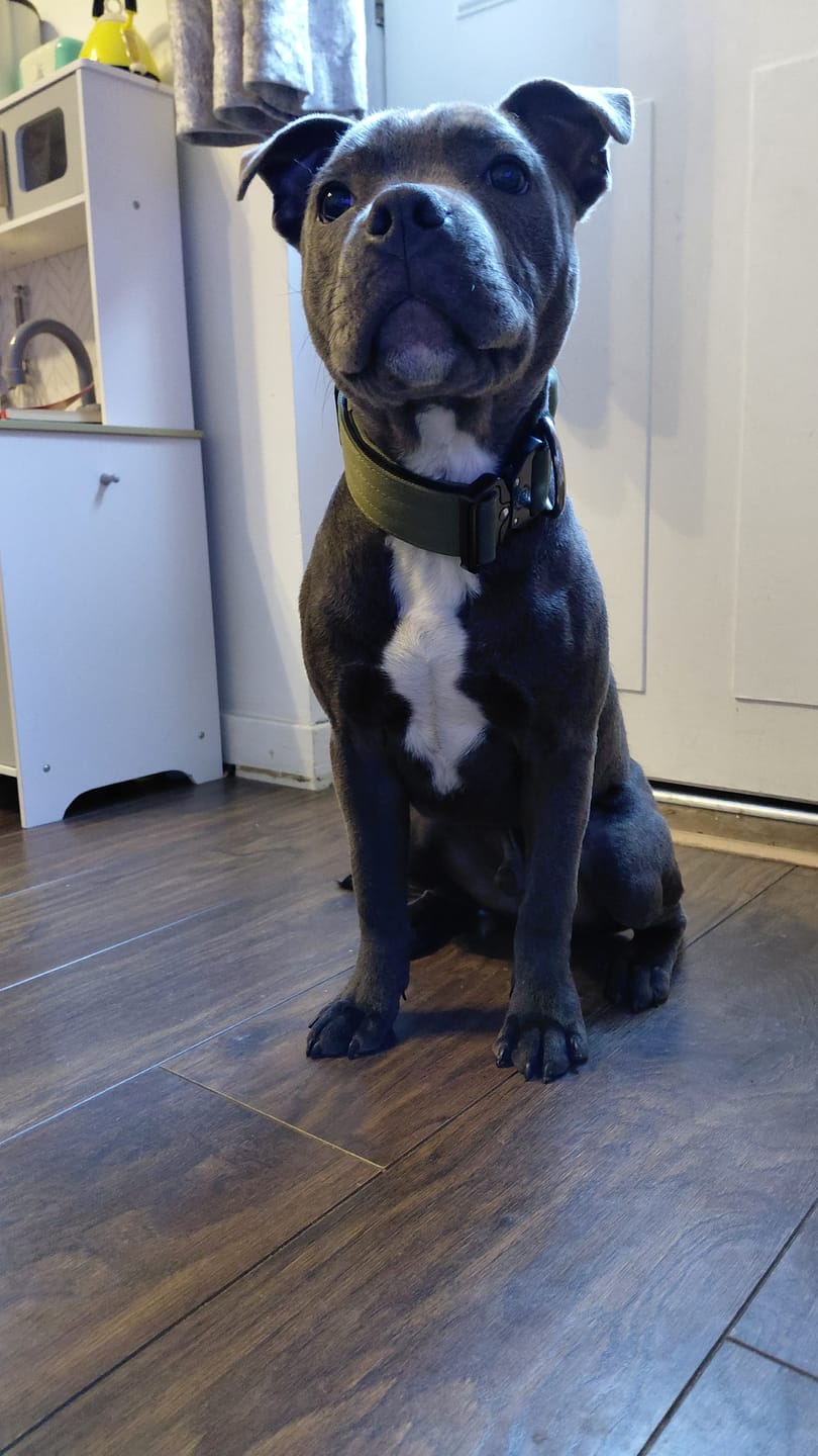 Customer photo review of 4cm Combat® Collar | Handle & Rated Clip -  Khaki