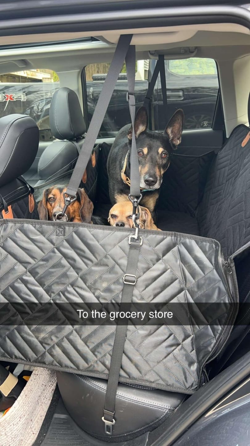 Customer photo review of The Guardian - Dog Seat Cover