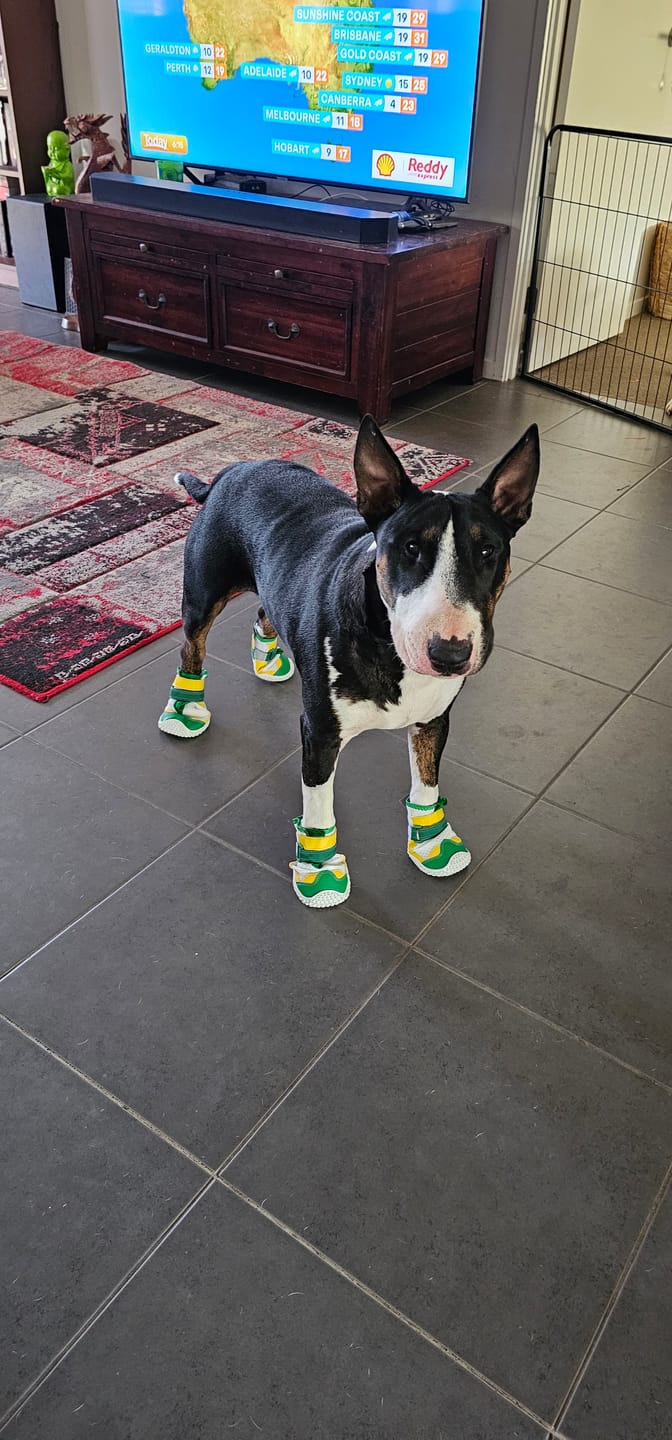 Customer photo review of Hot Pavement Pawtector Dog Shoes - Green Yellow
