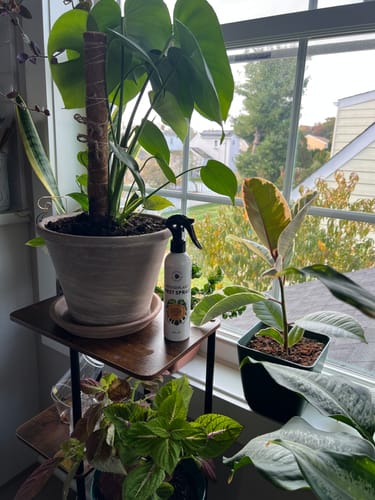 Customer photo review of Houseplant Pest Spray