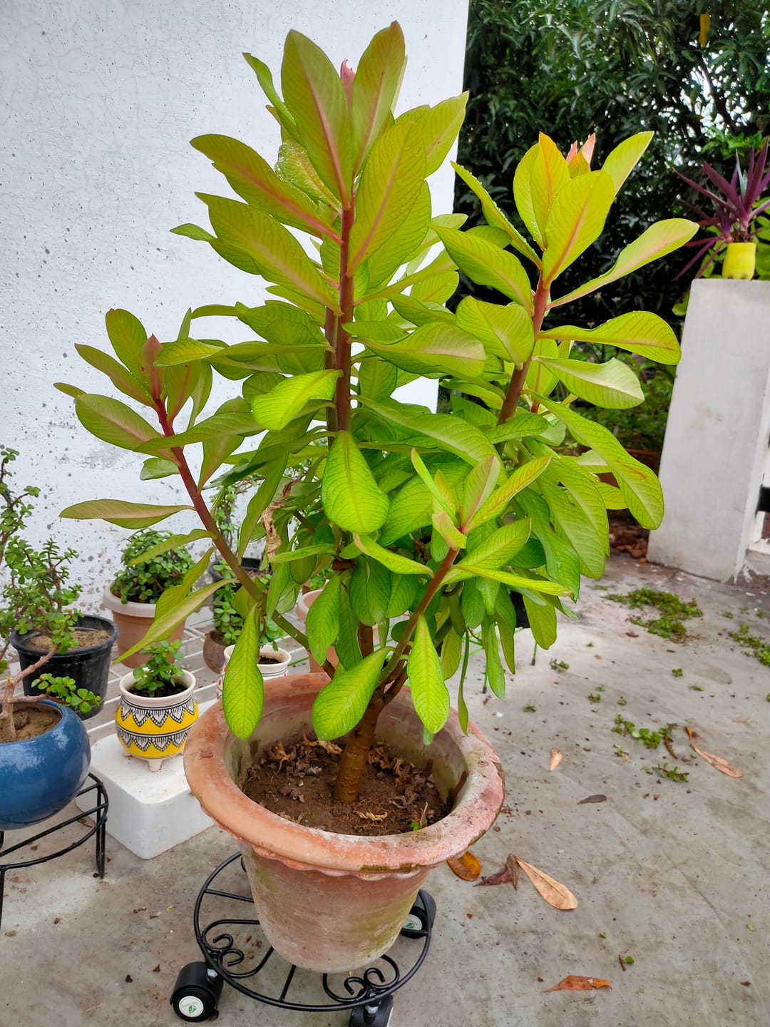 Customer photo review of TryGreen Fyra Wheel Rolling Plant Stand for Planters