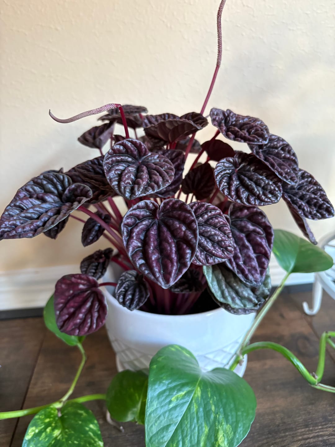 Customer photo review of Peperomia 'Ripple Red'