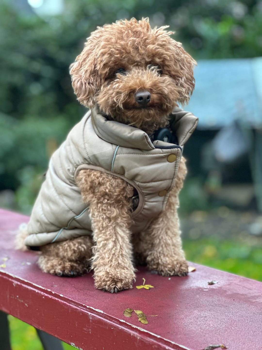 Customer photo review of WarmShield Water-Resistant Jacket - Tan