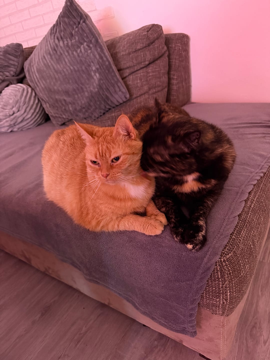 Customer photo review of Gelenk Vital Paket für Katzen