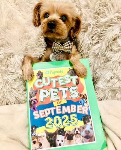 Customer photo review of Meet the Cutest Pets of Pupvote in the 2025 Photobook