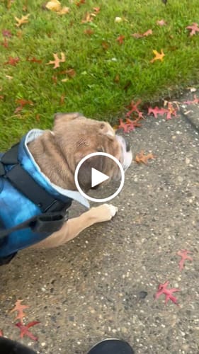 Customer video review of No Pull Bully Proof Harness