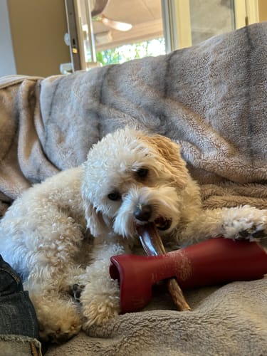 Customer photo review of 5-6 Inch Champion Chew