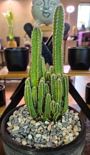Customer photo review of Acanthocereus tetragonus | Fairy Castle Cactus