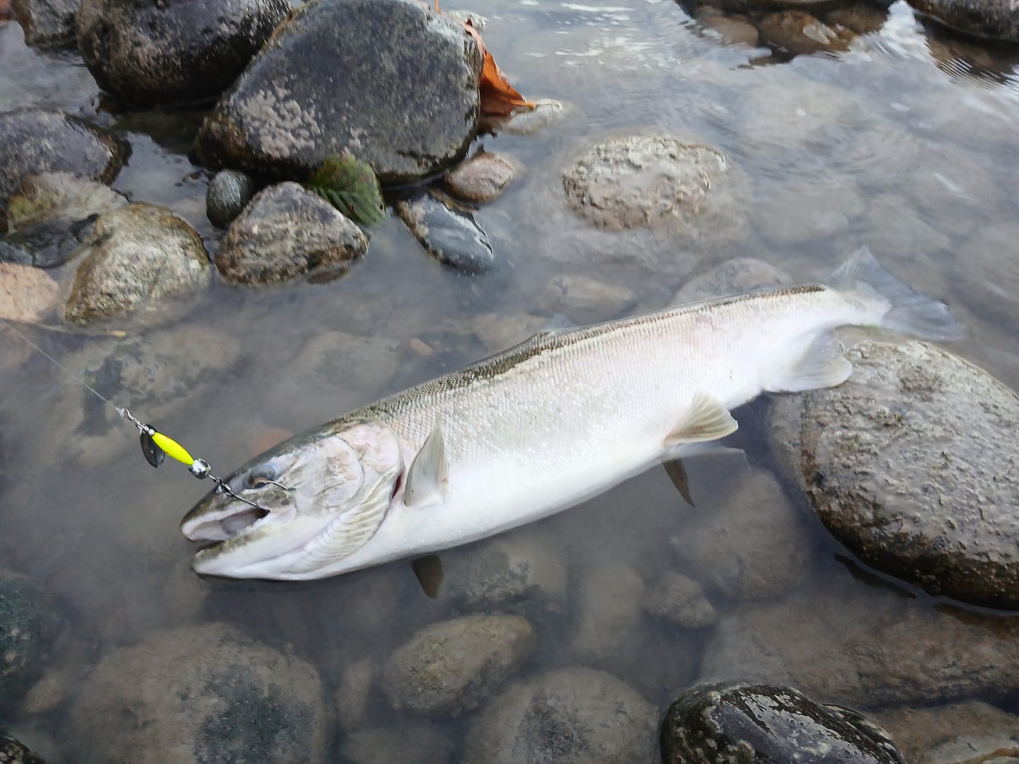 Customer photo review of STINGEYE™ Spinner