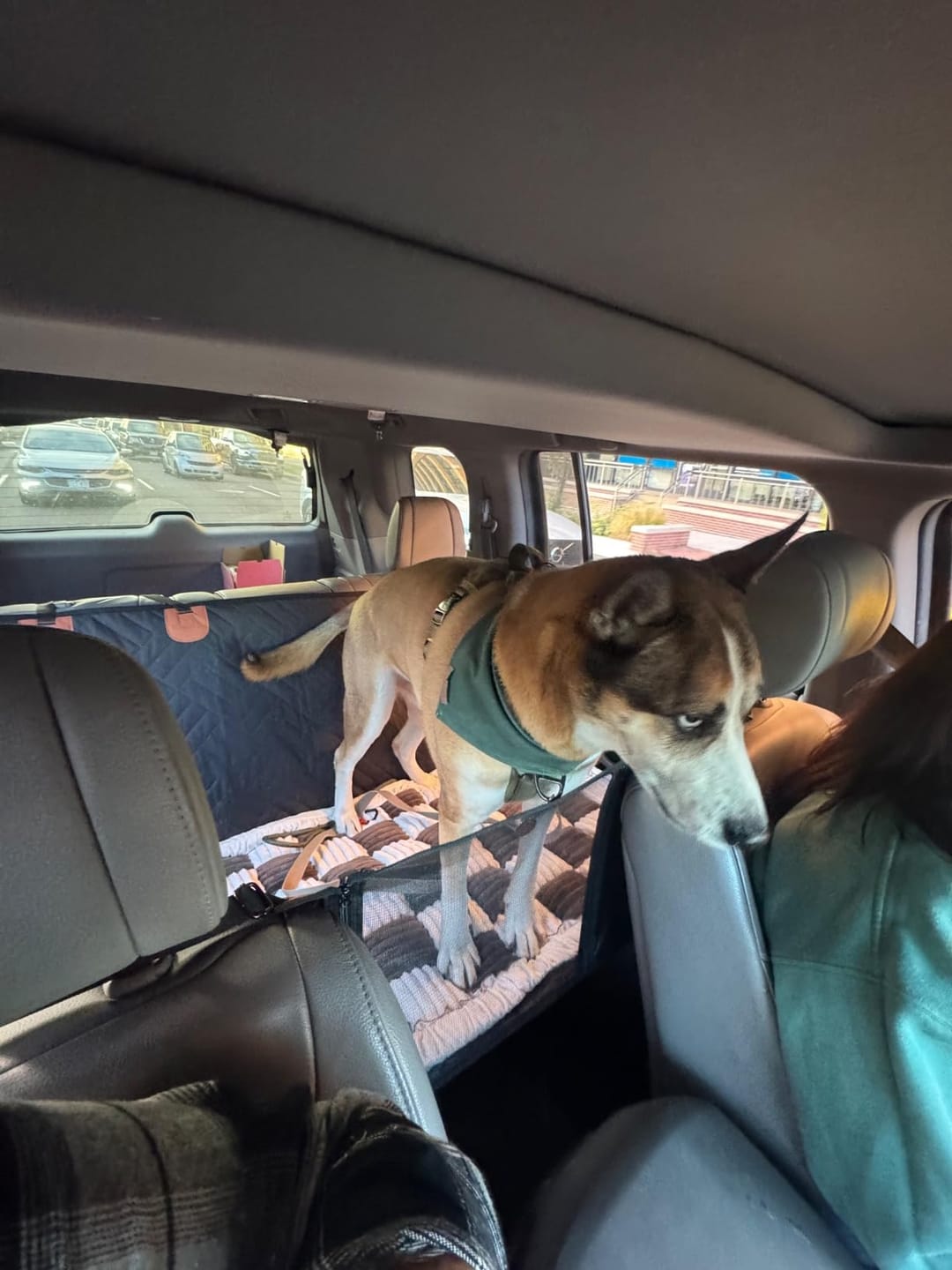 Customer photo review of The Guardian - Dog Seat Cover