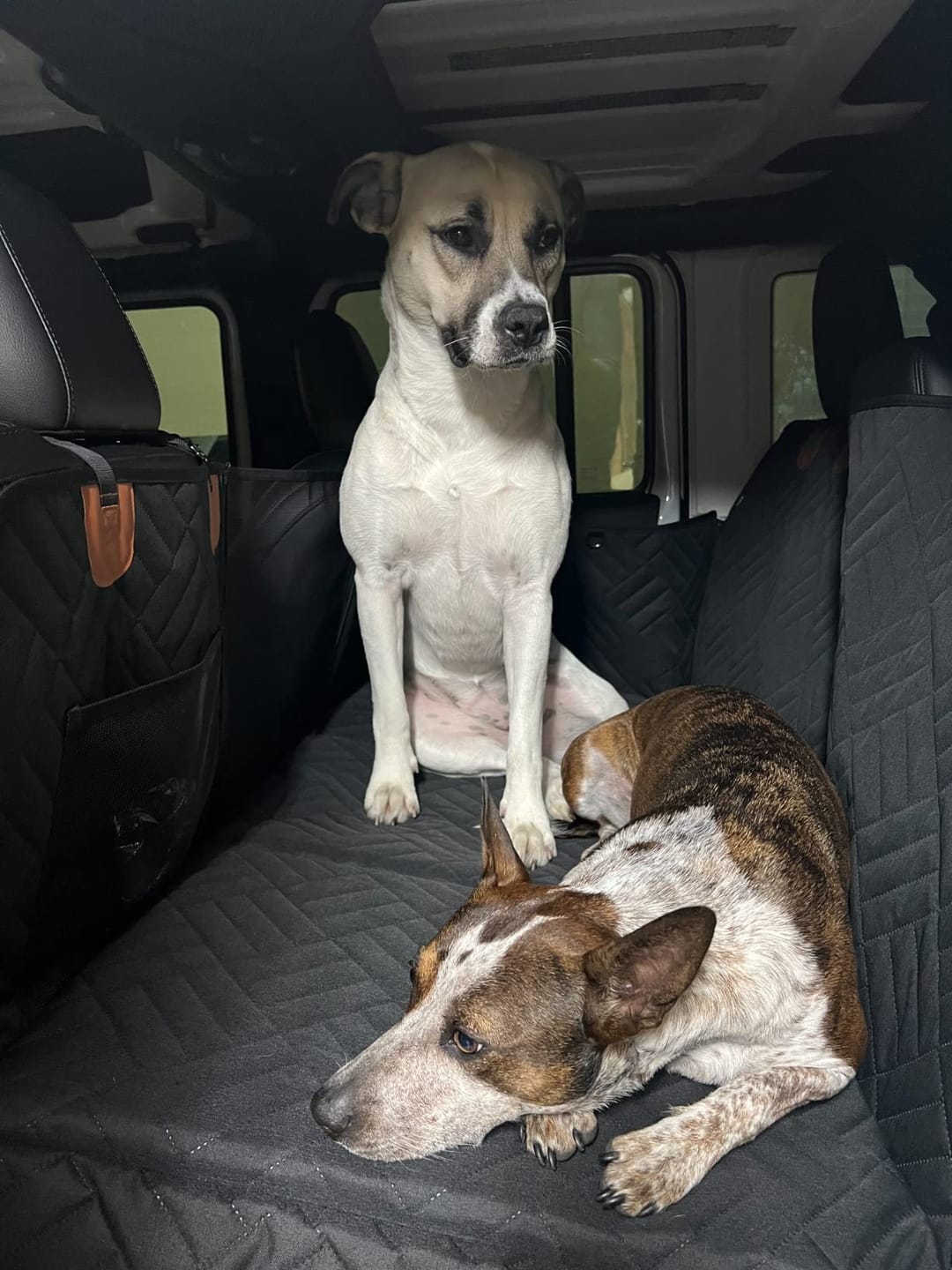 Customer photo review of The Guardian - Dog Seat Cover