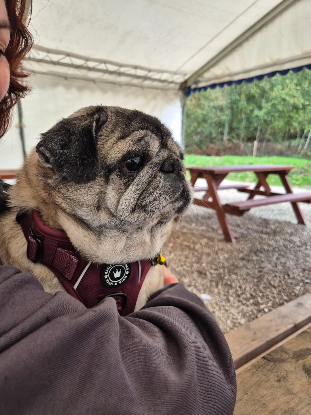 Customer photo review of Trail & Glow® Dog Harness - Mulberry Tweed