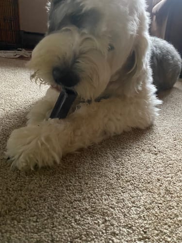 Customer photo review of Yak Chew Pack – 6 Flavor-Infused Sticks