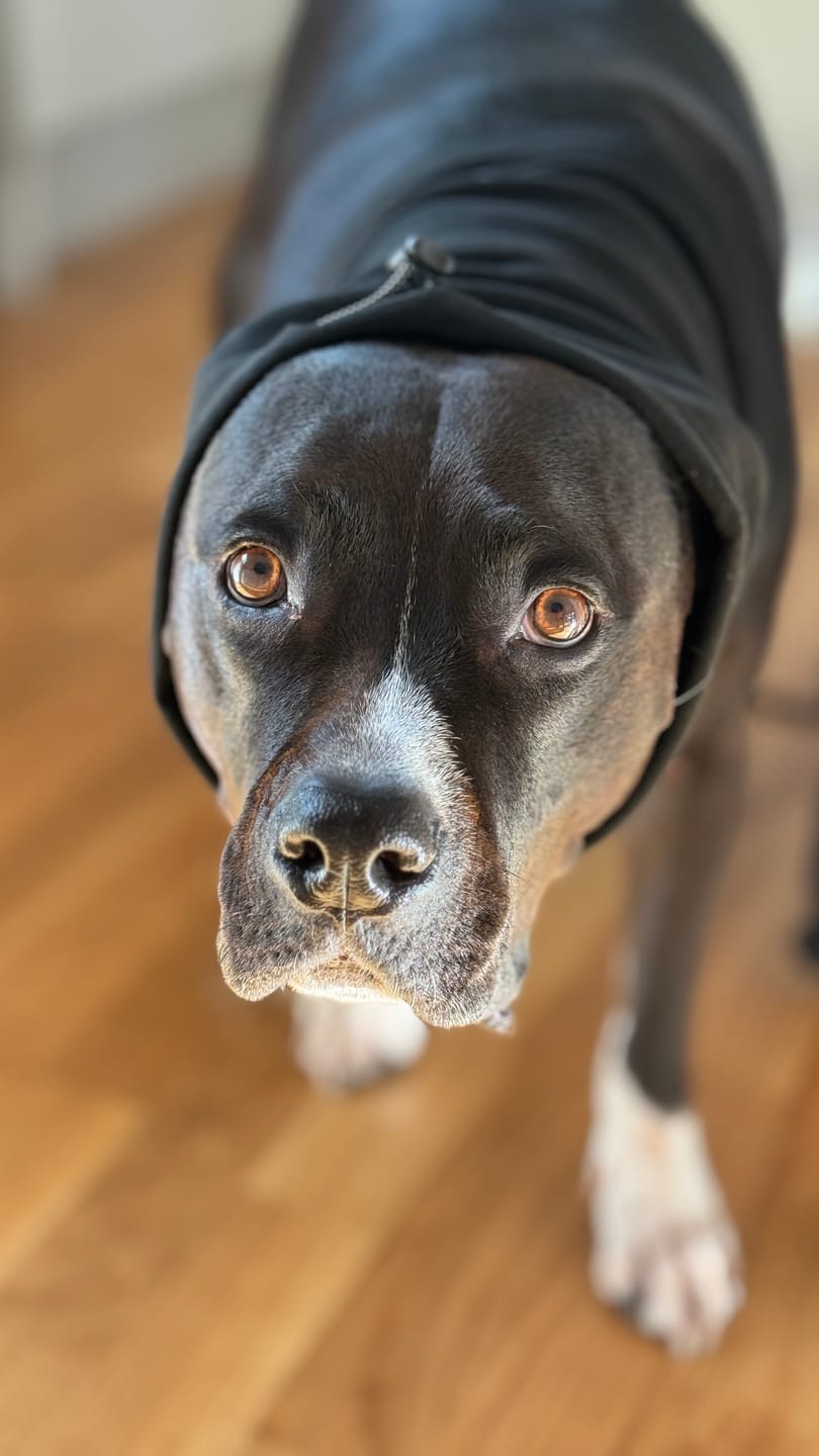 Customer photo review of Anxiety Calming Dog Earmuff Protector - Black