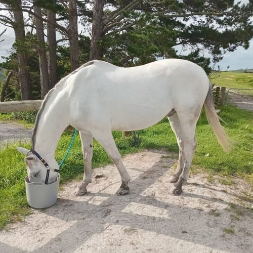 Customer photo review of Digestive EQ