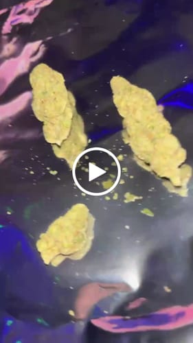 Customer video review of Jet Fuel OG Light Dep THCA Flower Full Size Buds
