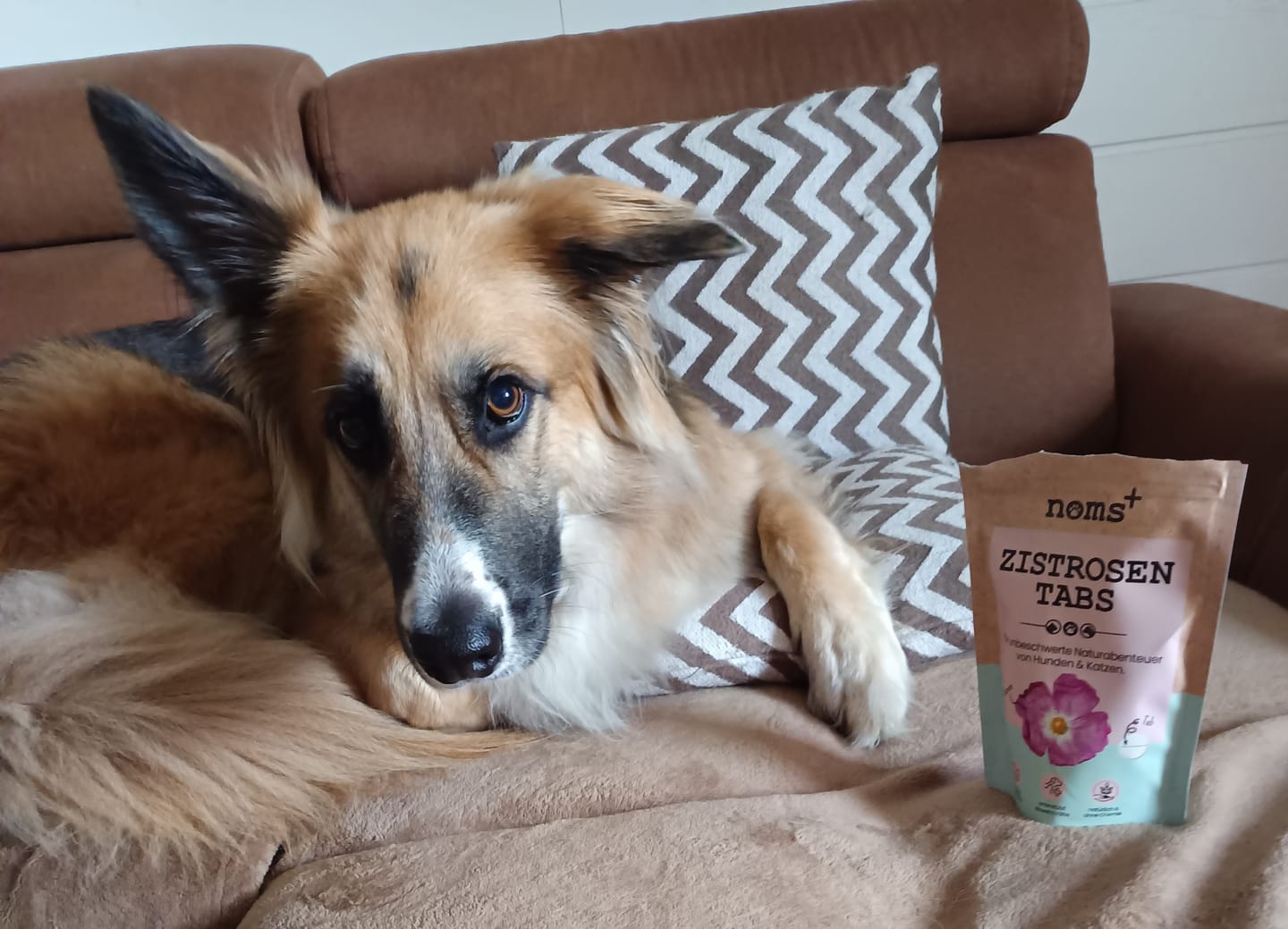 Customer photo review of Zistrosen Tabs - 100% natürliches Zistrosen-Leckerli für Wald- & Wiesenspaziergänge