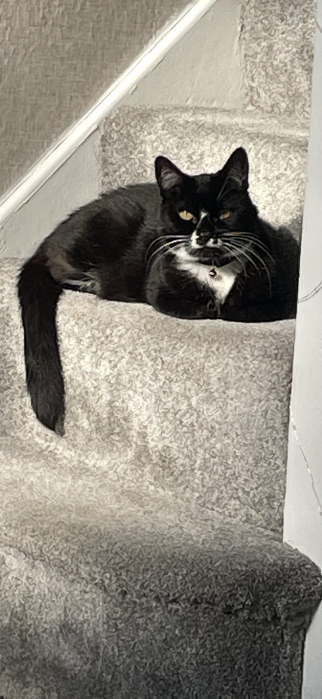 Customer photo review of Cat Shampoo
